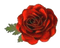 nbl-rose - 免费PNG 动画 GIF