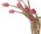 tulip - ilmainen png animoitu GIF