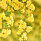 Yellow.Flowers.Fleurs.gif.Fond.Victoriabea - Free animated GIF Animated GIF