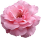 minou-pink rose-rosa ros - PNG gratuit GIF animé