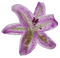 kikkapink deco scrap violet flower - δωρεάν png κινούμενο GIF