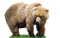 oso - gratis png animeret GIF