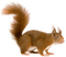 écureuil - nemokama png animuotas GIF