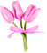 Tulips.Bow.Pink - PNG gratuit GIF animé