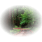 bosque - nemokama png animuotas GIF