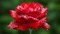 beautiful rose - бесплатно png анимированный гифка
