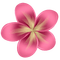 kikkapink pink tropical flower