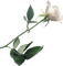 Kaz_Creations Deco Flowers Roses Flower - PNG gratuit GIF animé