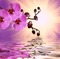 Kaz_Creations Deco  Backgrounds Background Colours Flowers - png grátis Gif Animado