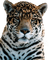 Kaz_Creations Leopard - nemokama png animuotas GIF