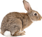 Kaz_Creations Rabbit - gratis png animerad GIF