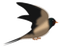 oiseaux - PNG gratuit GIF animé