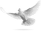 Kaz_Creations Deco Bird Birds Dove - PNG gratuit GIF animé