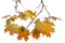 Autumn.Automne.Branch.branche.Victoriabea - PNG gratuit GIF animé