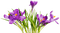 Flowers - png grátis Gif Animado