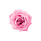 kikkapink deco love valentine pink rose - PNG gratuit GIF animé
