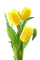 Tulipes jaunes - gratis png animeret GIF