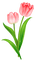 Tulips - nemokama png animuotas GIF