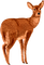 deer katrin - ingyenes png animált GIF