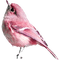 deco bird - PNG gratuit GIF animé