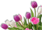 pink white flowers tulips sunshine3 - GIF animé gratuit