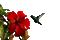 fleur rouge - Бесплатный анимированный гифка анимированный гифка