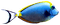 Fish.Yellow.Blue.White - PNG gratuit GIF animé