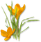 FLORES - безплатен png анимиран GIF
