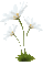 Fleur-marguerite-flower