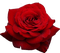 rose - nemokama png animuotas GIF