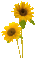 Blumen-Flowers-fleurs