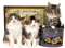 Y.A.M._Cats - nemokama png animuotas GIF