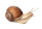 Kaz_Creations Snail - png gratuito GIF animata