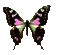 papillon - Безплатен анимиран GIF анимиран GIF