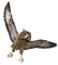 Kaz_Creations Birds Bird Owl