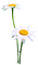 Flowers.Daisies.White.Yellow - png grátis Gif Animado