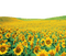 sunflowers bp - zdarma png animovaný GIF