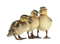 ducklings - PNG gratuit GIF animé