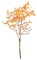 Tree.Autumn.Yellow.Orange - PNG gratuit GIF animé