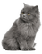 gala animals cat - бесплатно png анимированный гифка