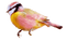Kaz_Creations Birds Bird Pink-Yellow - PNG gratuit GIF animé