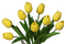 желтые тюльпаны - png gratis GIF animado