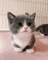 Cute Kitten - Gratis geanimeerde GIF geanimeerde GIF