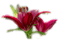 fleur violette.Cheyenne63 - безплатен png анимиран GIF
