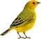 Pájaro gorrión amarillo - png gratuito GIF animata