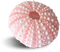 Sea Urchin - PNG gratuit GIF animé