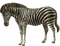 zebre - δωρεάν png κινούμενο GIF