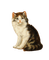 Cat - PNG gratuit GIF animé