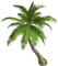 palm leaf palmenblatt feuille de palmier summer palm tree palme paume tube summer sommer ete beach plage strand sea mer meer - png gratis GIF animado