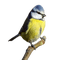 oiseaux - zdarma png animovaný GIF